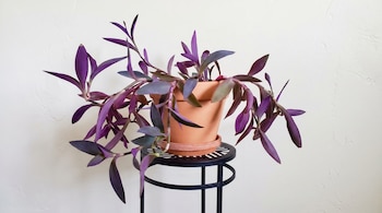 Una planta de hojas púrpuras y tallos rojizos en una maceta de terracota, colocada sobre un pedestal de metal negro, contra una pared blanca.