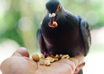 Park Pigeon perched on human