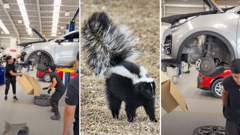 Zorrillo se cuela en agencia