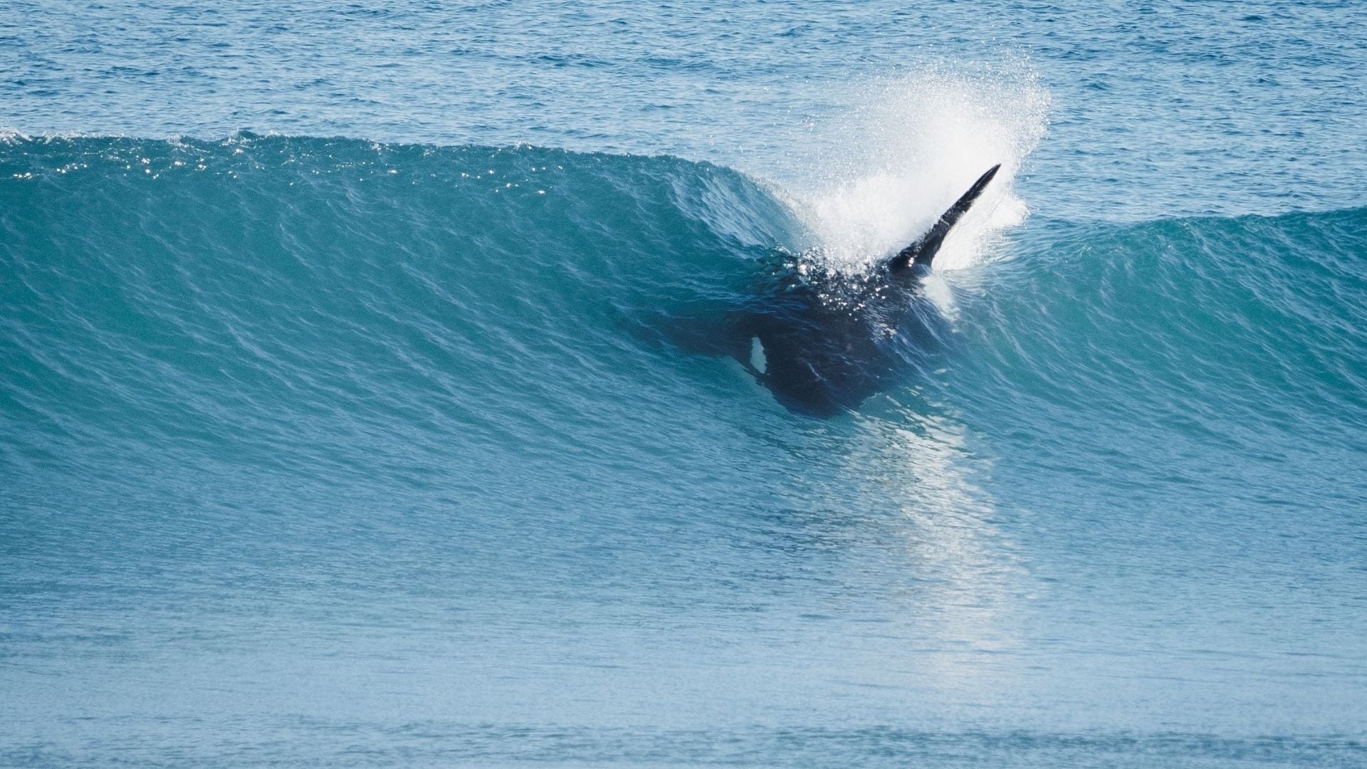 Un encuentro con la naturaleza: las aguas transparentes del mar rionegrino permiten contemplar la majestuosidad de las ballenas en su hábitat natural. (Rio Negro)