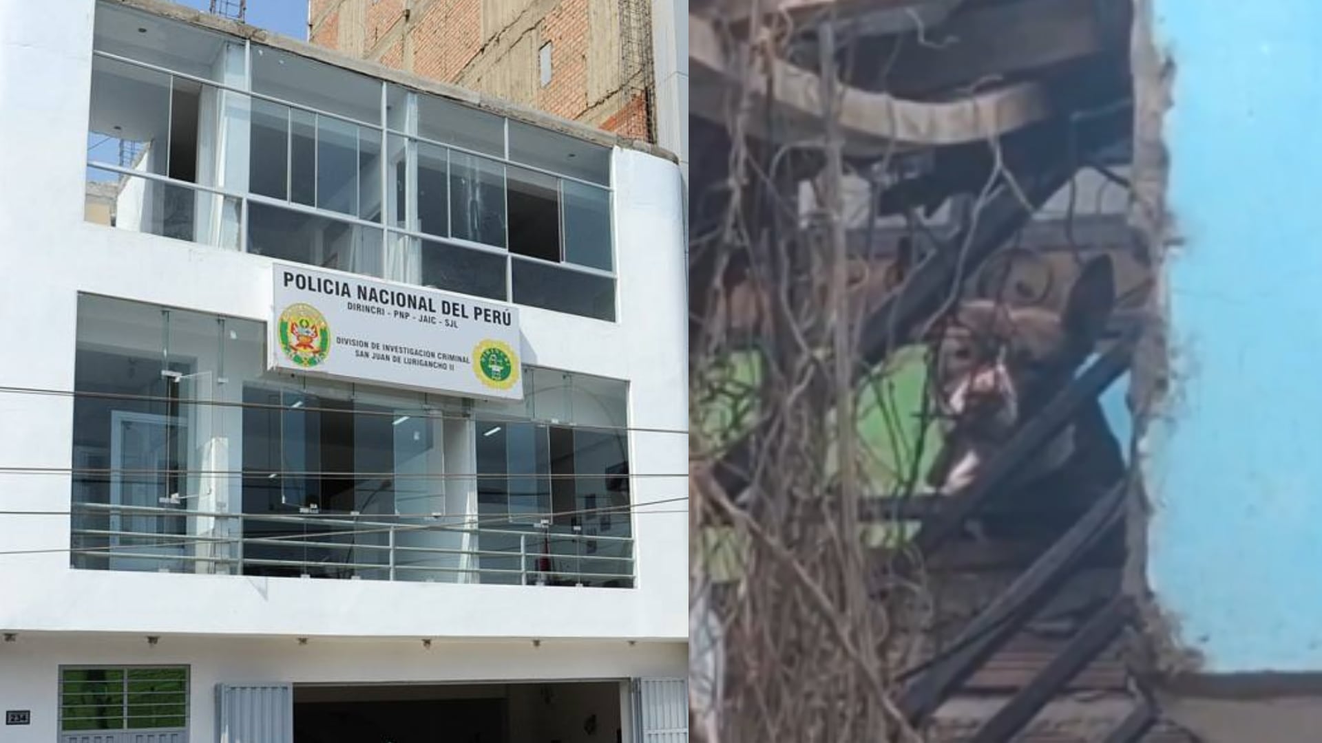 Una menor falleció luego de ser atacada por dos perros en una vivienda de San Juan de Lurigancho. La policía investiga a su padre y a la propietaria de los canes por exposición al peligro y homicidio culposo, respectivamente.|Exitosa