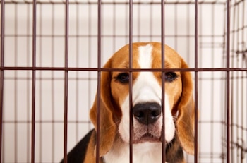 Los perros llegaron a ser