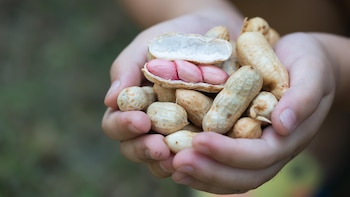 Por los efectos de la crisis económica y financiera, proyectan una caída del área de maní (iStock)