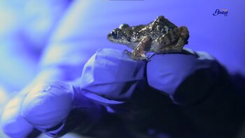 El anfibio es común de