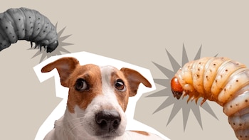 ¡Lomitos contra el gusano barrenador! Científicos de la UNAM desarrollan una estrategia de detección temprana de esta plaga