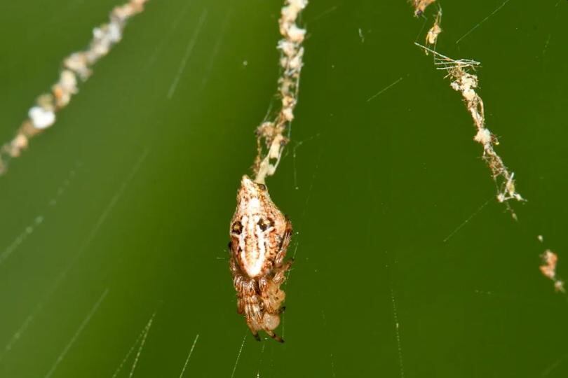 Los estabilimentos de Cyclosa actúan como defensa visual ante depredadores como aves, lagartos y libélulas, reduciendo el riesgo de ataque - (Phil Torres)