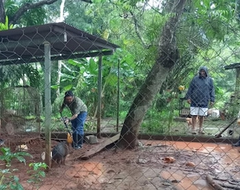 Cualquier forma de extracción, aprovechamiento, comercialización o tráfico de especies debe estar sujeta a permisos y estudios técnicos. (MiAmbiente)
