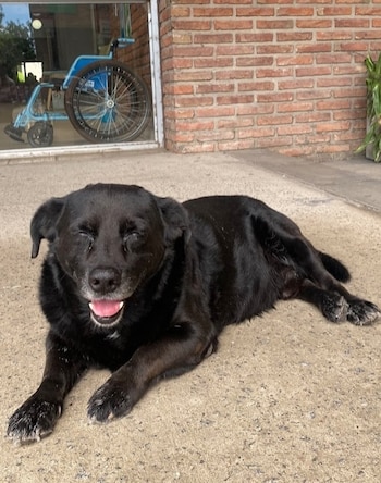 El dueño del pitbull deberá