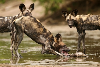 La persecución de agricultores y reservas privadas, junto con la fragmentación del hábitat, redujo la población de perros salvajes africanos a unos 6.600 individuos (REUTERS)