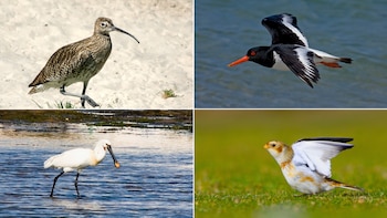 Especies del parque natural de