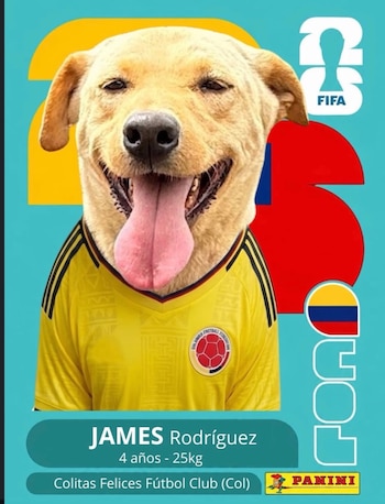 Algunos animales adoptaron nombres de las figuras de la Selección Colombia - crédito fundacioncolitasfelices / Instagram