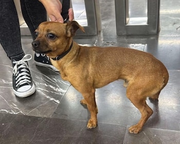 Se espera que el perrito