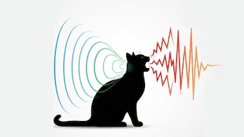 El ronroneo se produce en