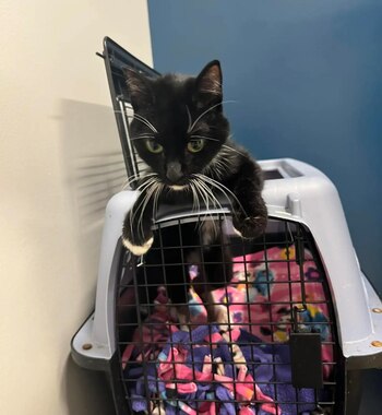 Al final Lizzie decidió adoptar