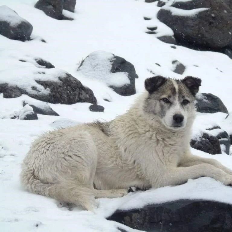 Citla, el perro que cuidaba a los montañistas en el Pico de Orizaba —(Facebook/ Layo Aguilar, Citla)