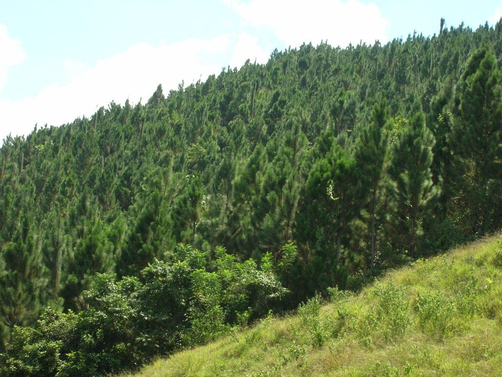 El Cuerpo de Guardaparques Nacionales cuenta con nuevas herramientas tecnológicas, formación especializada y seguro médico como parte del programa de dignificación impulsado en 2025. (Cortesía: Ministerio de Medio Ambiente de República Dominicana)