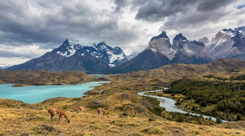 Imagen panorámica de guanacos pastando en una colina árida, con un lago turquesa, un río serpenteante y montañas nevadas bajo un cielo nublado.
