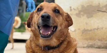 El Ipybac acompañó la Misión 300 con valoración clínica y traslado de los animales, mientras la Gobernación de Cundinamarca anunció acciones de prevención y denuncia - crédito Gobernación de Cundinamarca