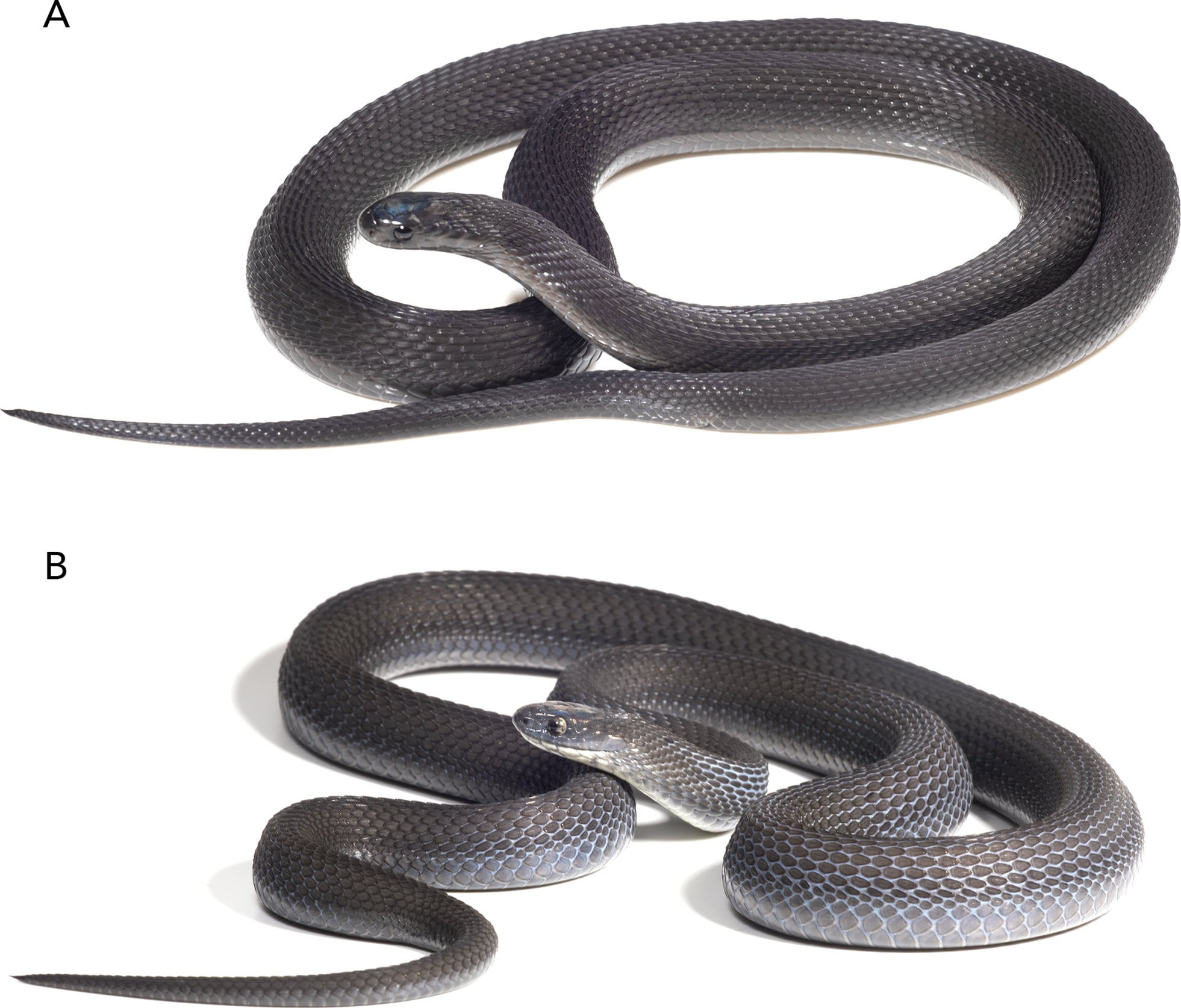 La nueva especie de serpiente Dasypeltis albigularis fue identificada en el bosque de Harenna, Etiopía, por un equipo encabezado por Arthur Tiutenko (Gentileza, estudio Una nueva especie de serpiente come huevos 'negra' del género Dasypeltis Wagler (Squamata , Colubridae , Colubrinae , Boigini), publicado en Herpetozoa)