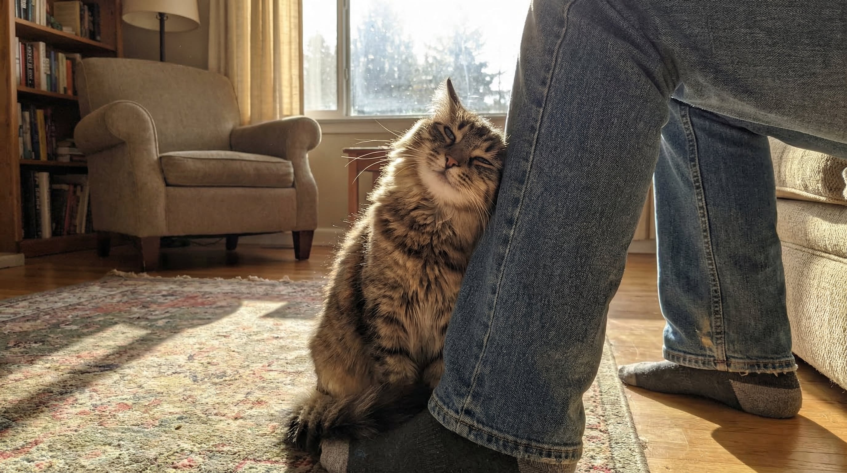 Estudios recientes revelan que los gatos exploran y reconocen a sus cuidadores principalmente mediante el sentido del olfato (Imagen Ilustrativa Infobae)