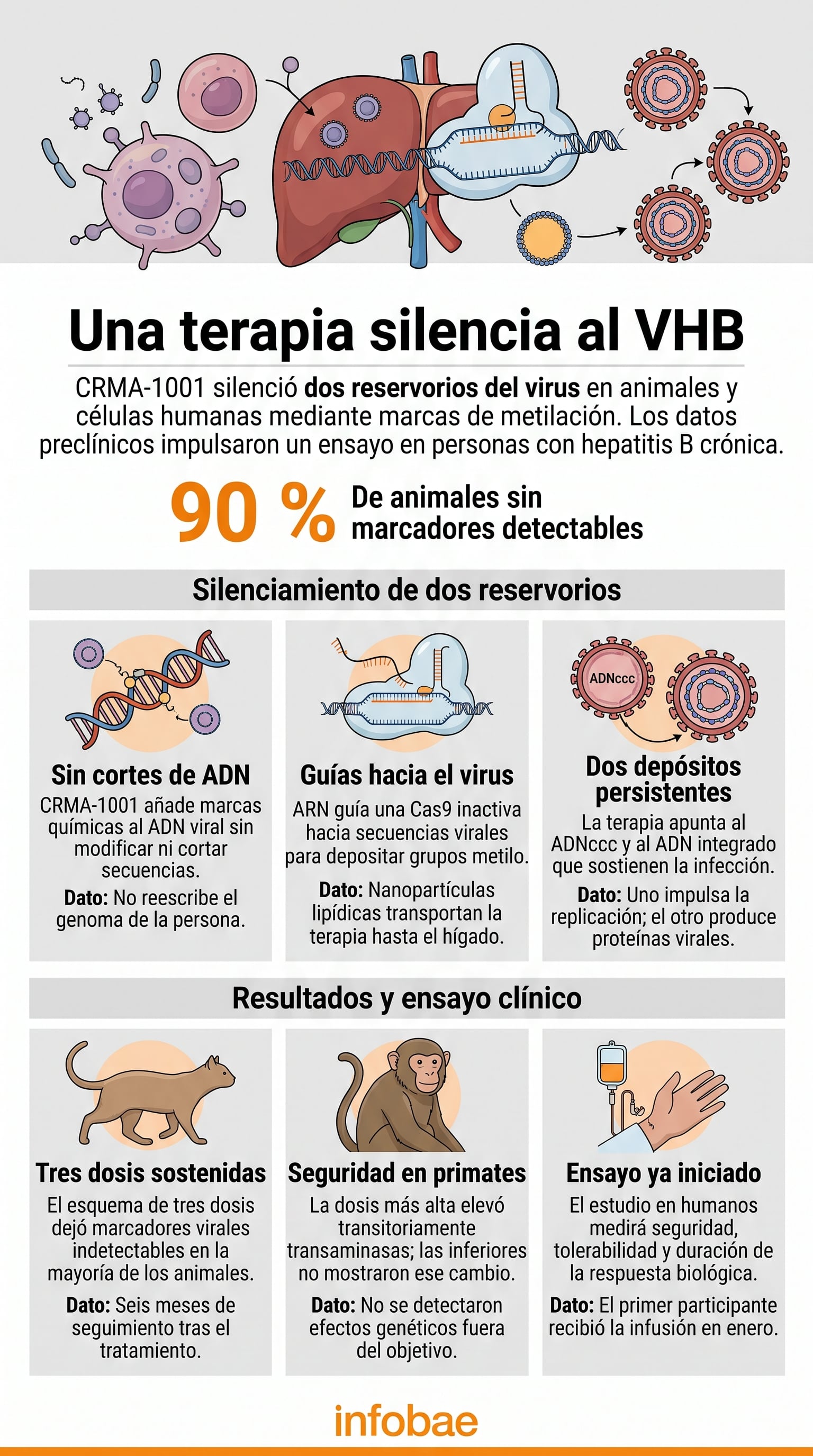 Un informe gráfico de Infobae resume los resultados preclínicos y el funcionamiento del tratamiento epigenético CRMA-1001 contra el virus de la hepatitis B crónica. (Imagen Ilustrativa Infobae)