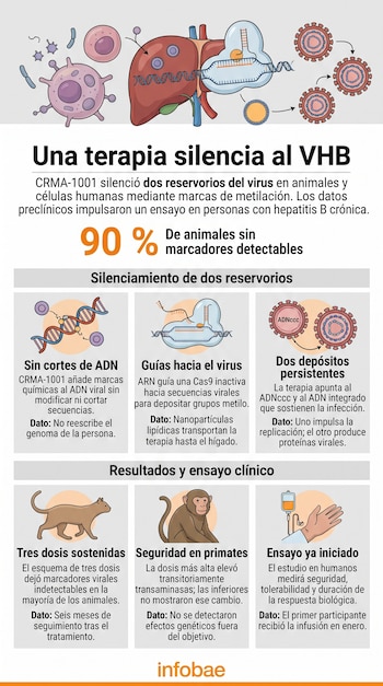 Esquema con ilustraciones de un hígado, moléculas de ADN, un gato, un primate, un brazo con vía intravenosa y bloques de texto.
