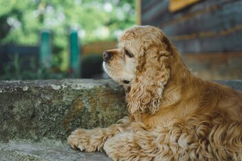American Cocker Spaniel (Freepik)