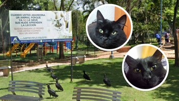 La mayoría de los felinos