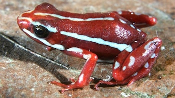 Doscientas veces más potente que