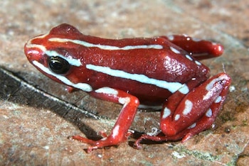 La epibatidina es un alcaloide