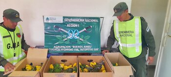 Las cotorras fueron puestas a