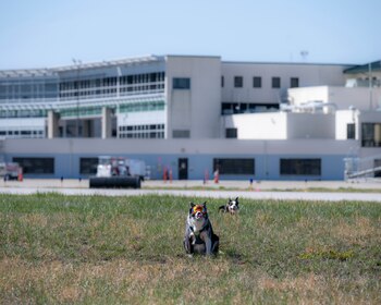 Perro border collie blanco y negro con gafas naranjas en primer plano, sentado en el pasto de un aeropuerto. Otro perro y un edificio modernos desenfocados al fondo