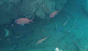 Peces de color rosado y azul nadan cerca de rocas submarinas en un entorno acuático