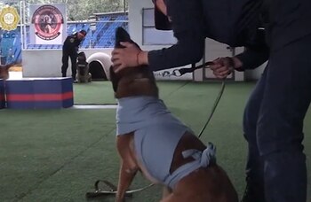 Así debe quedar envuelto tu