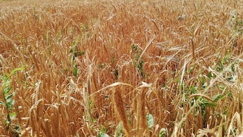 El PR+ apoya las movilizaciones