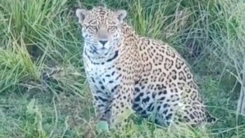 Inédito momento en Corrientes: dos turistas lograron filmar a Ombú, un yaguareté que habita en la Laguna Iberá