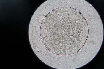 Análisis de óvulos en microscopio