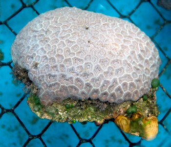 Florida cuenta con la tercera