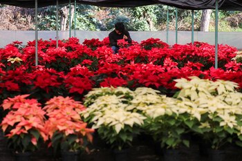 A associação de flores