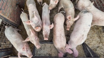 Habitantes de Sitilpech exigieron a