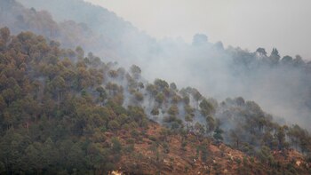 Por qué los bosques tropicales
