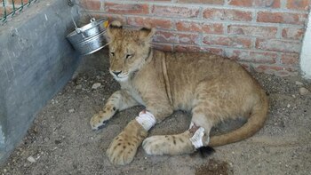Profepa rescató a un cachorro