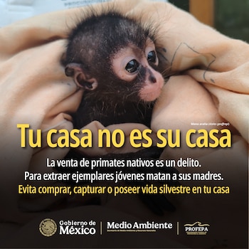 Profepa implementa campaña contra la venta ilegal de animales silvestres en redes sociales. (Profepa)