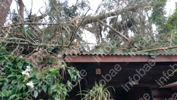 Cayeron dos árboles de su casa sobre la del vecino durante un temporal y deberá indemnizarlo: su seguro no cubría daños a terceros