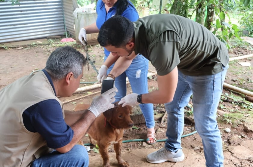 La preocupación sanitaria se concentra en los animales y en la necesidad de frenar la transmisión entre mascotas. (MINSA)