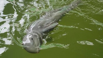 ARCHIVO - Un delfín bebé