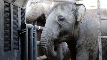 Murió Pocha, la elefanta que