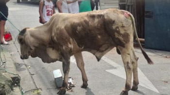 Tras un vuelco, varias vacas causaron caos en una ciudad de Ecuador