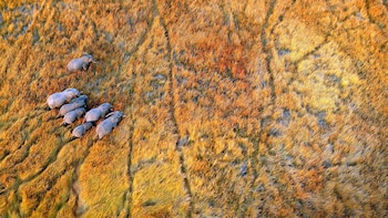 El Delta del Okavango, en