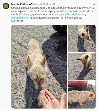 Mundo Patitas A.C. ya interpuso